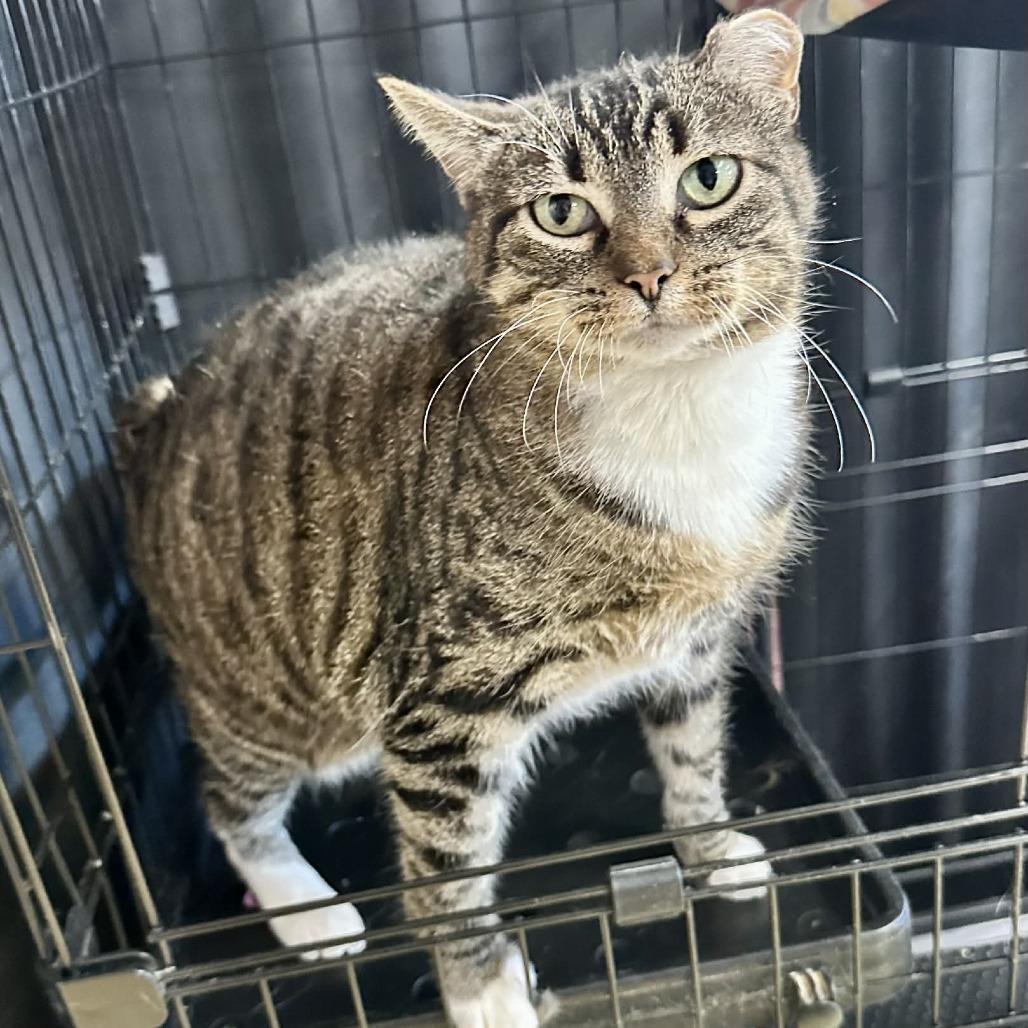 Roseanna Roseannadanna (Union Petsense), Adoptable, Adult Female Domestic Short Hair.