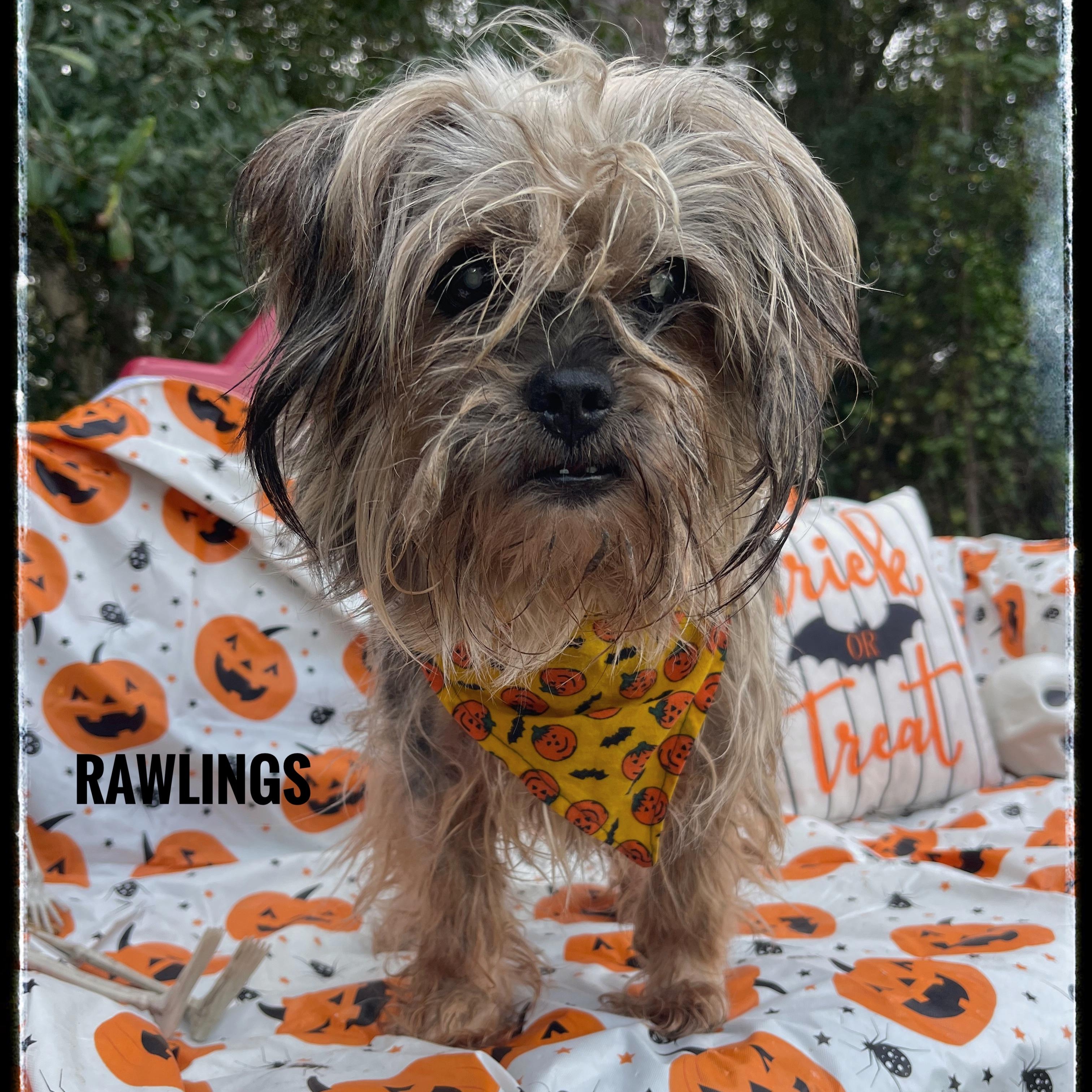 Rawlings
