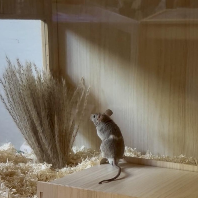 Enlarge Jellybean, a ADOPTABLE Mouse in DAVIS, CA image 2/2