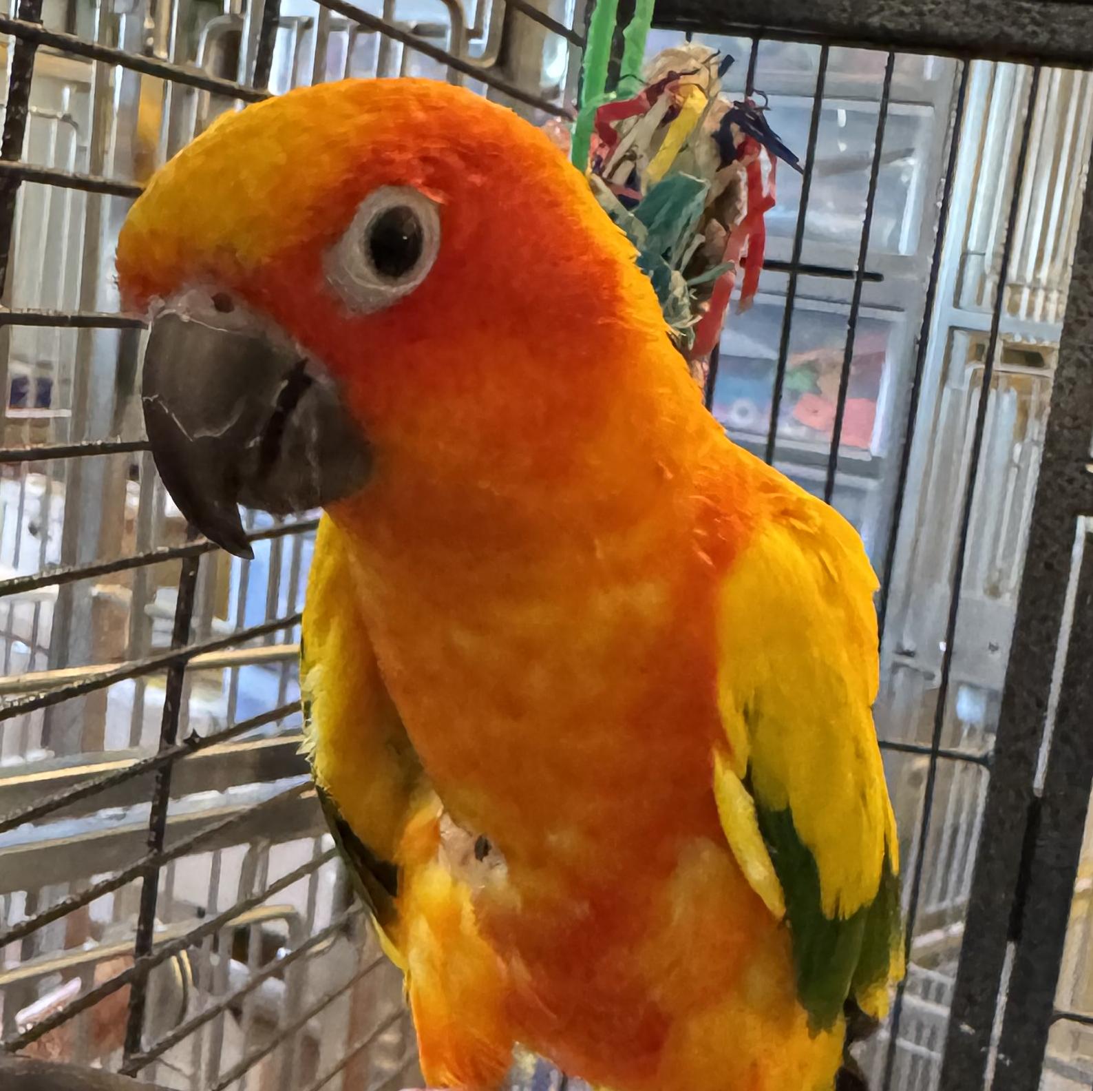Enlarge Blaze, a Adoptable Conure in Alexander, NC image 1/2