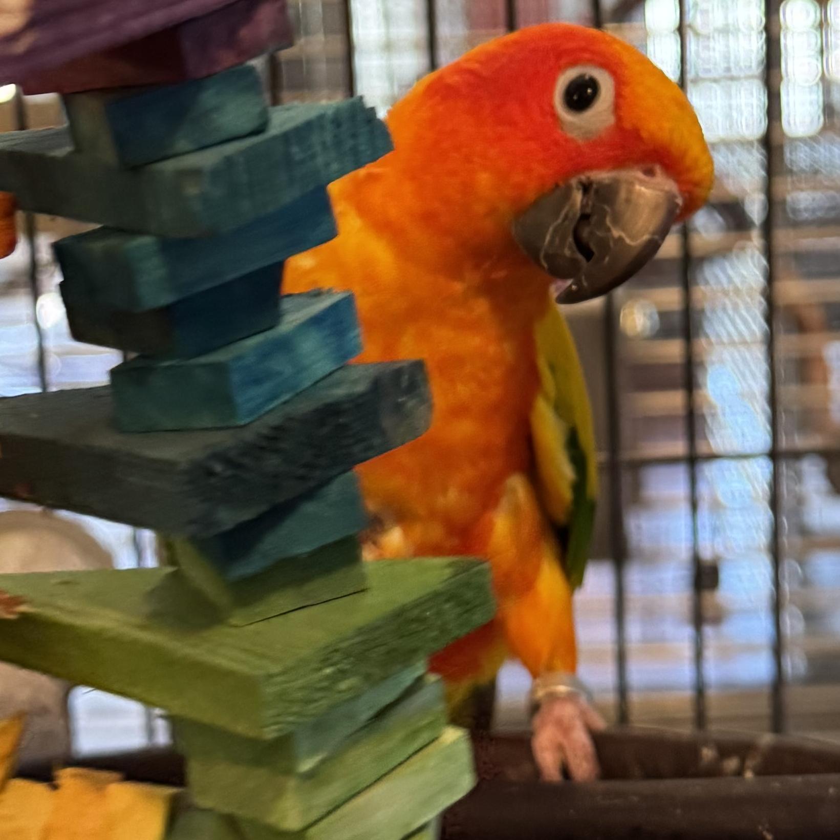 Enlarge Blaze, a Adoptable Conure in Alexander, NC image 2/2