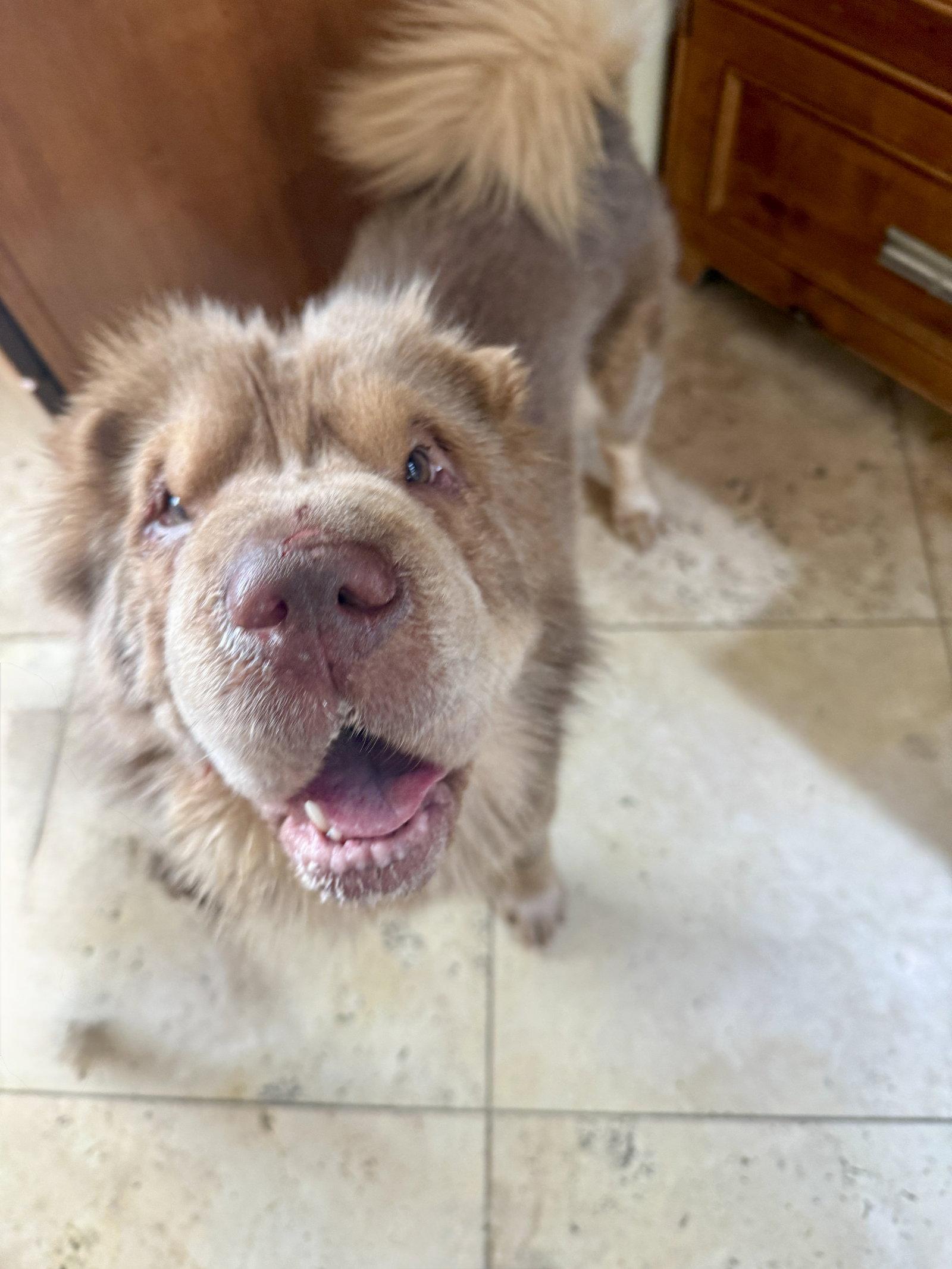Enlarge Clay, a Adoptable Shar-Pei in Tucson, AZ image 2/3