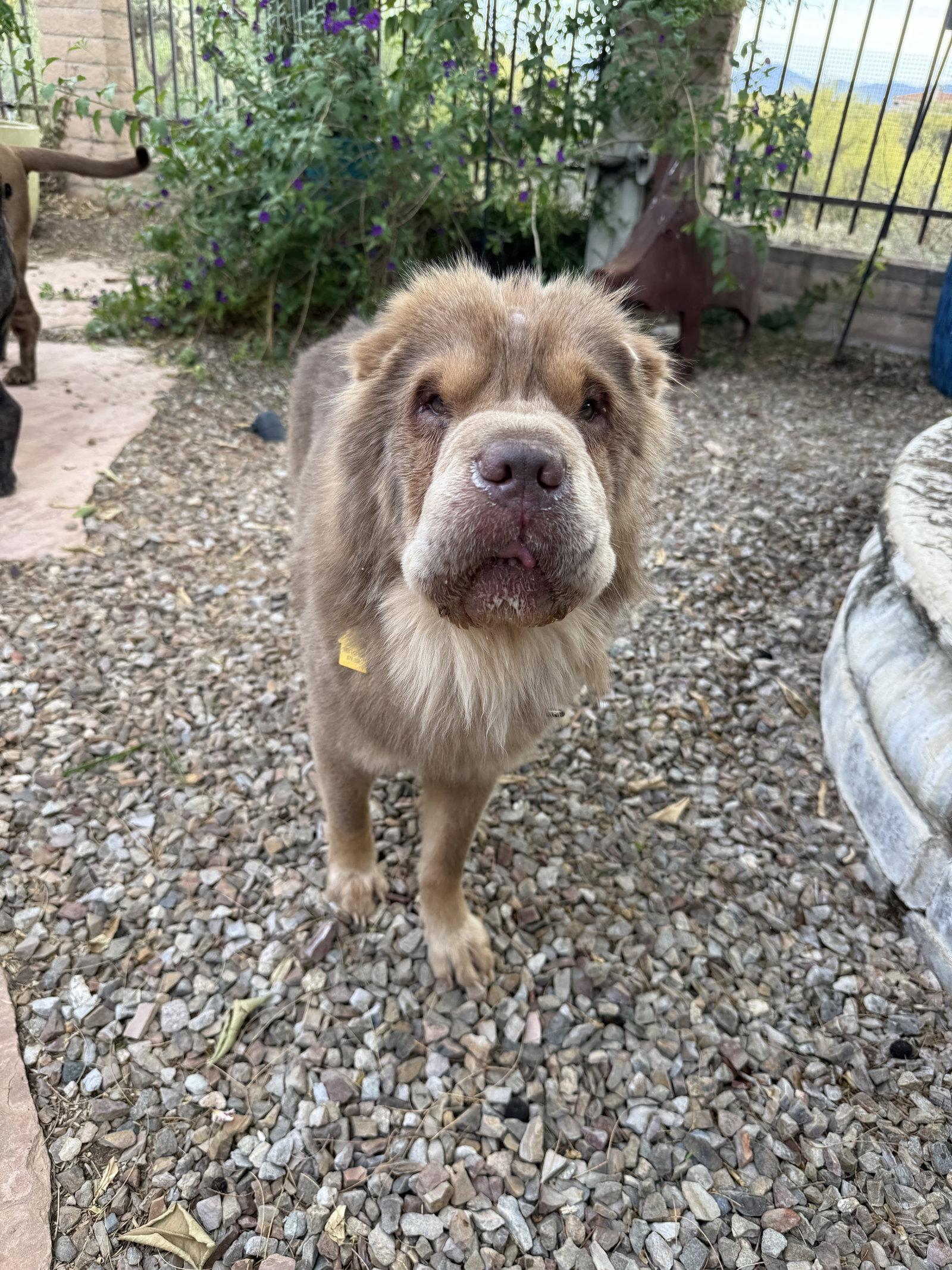 Enlarge Clay, a Adoptable Shar-Pei in Tucson, AZ image 3/3