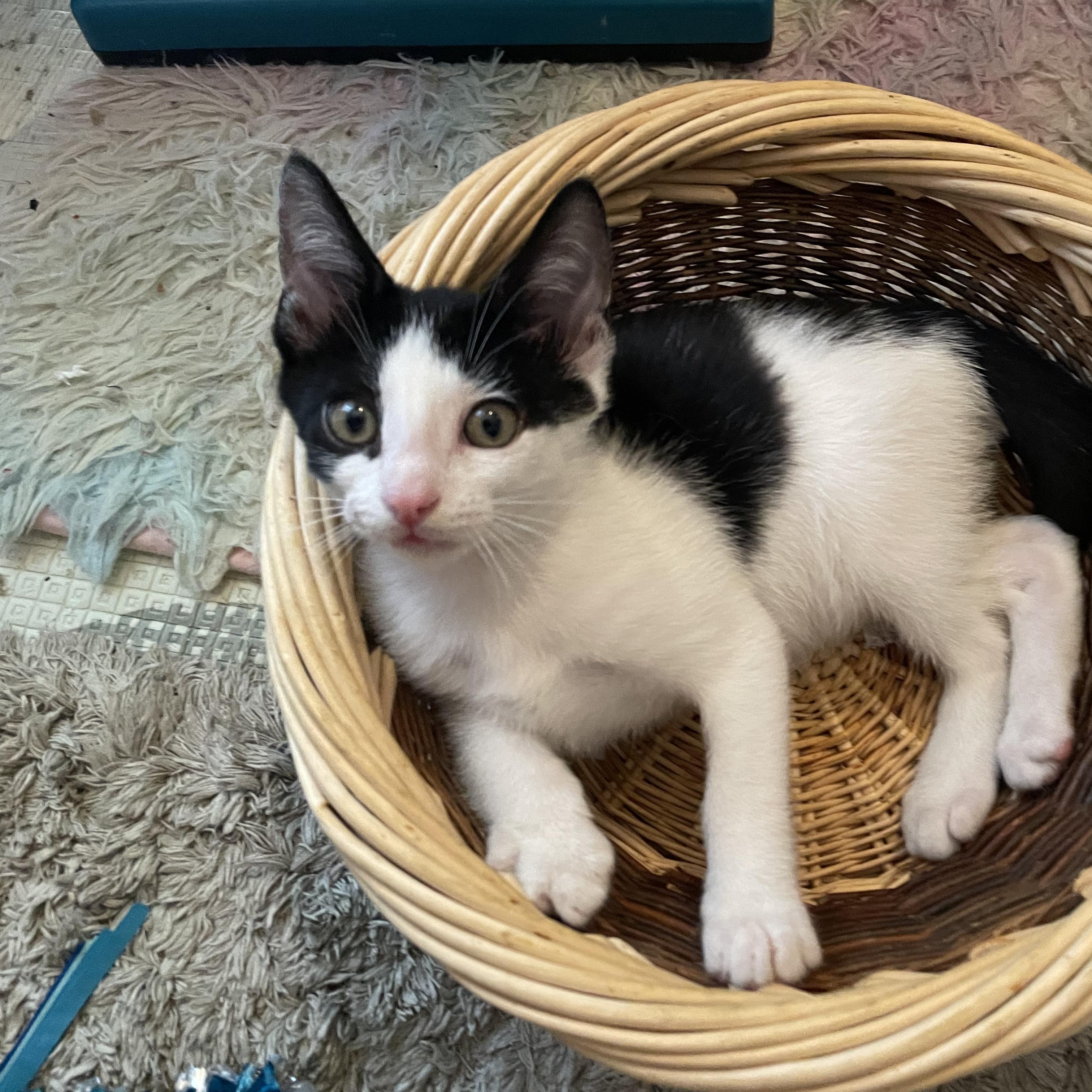Pugsly, Adoptable, Kitten Male Domestic Short Hair & Tuxedo.