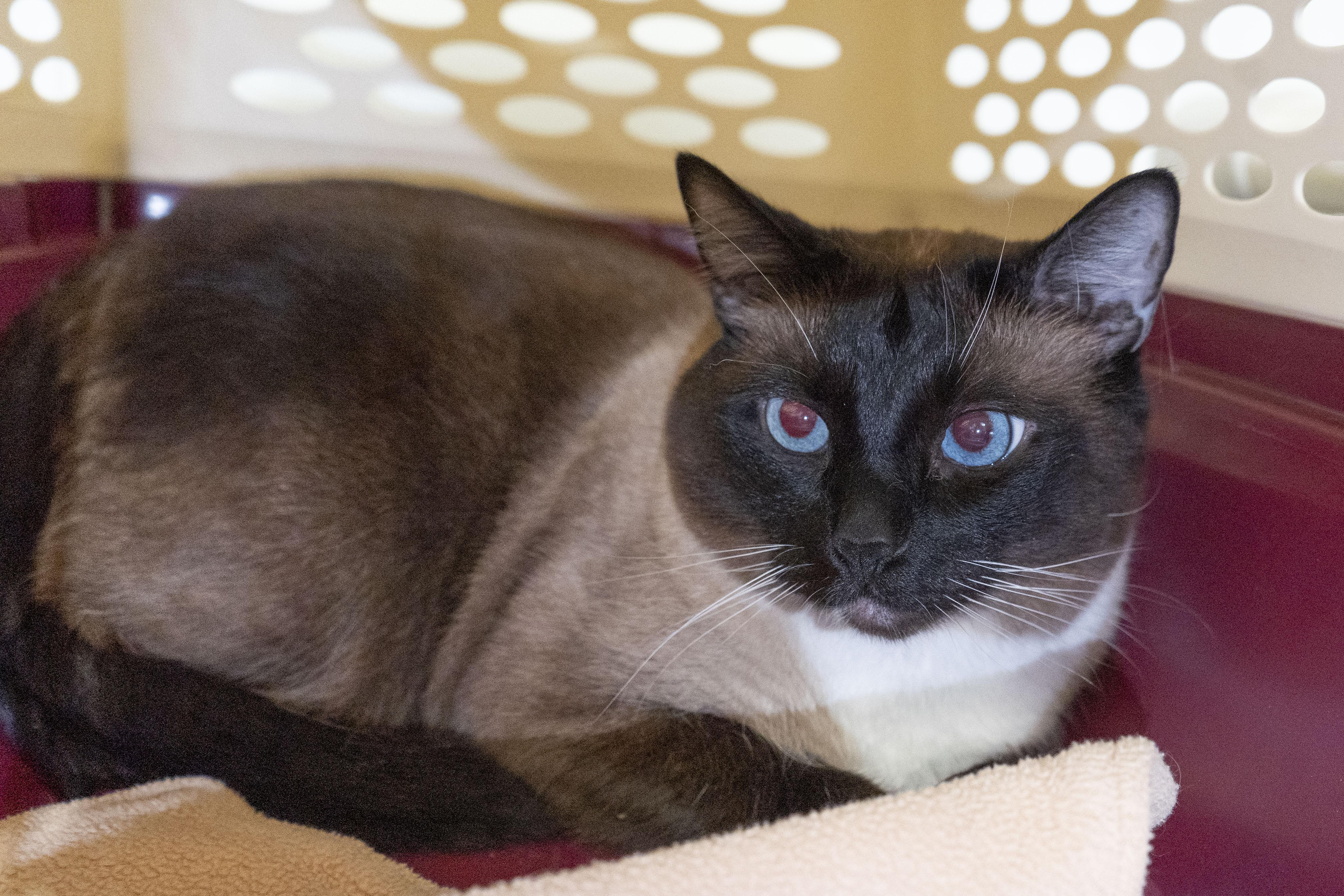 Wasabi Noodle, adopted, Adult Male Domestic Short Hair.