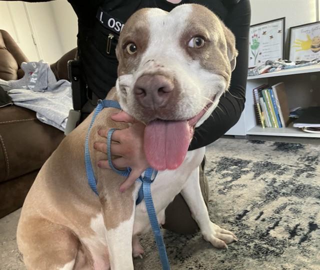 MAGGIE, Adoptable, Adult Female Pit Bull Terrier.