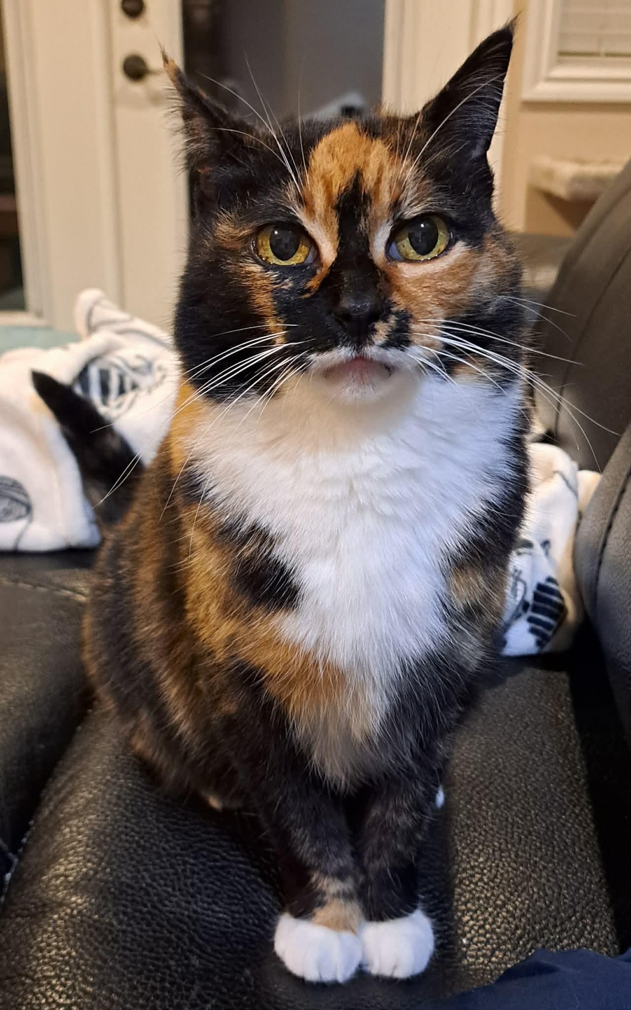 Valka (& Family), a Adoptable Domestic Short Hair in Saanichton, BC image 3/6