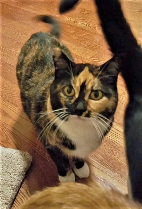 Enlarge Valka (& Family), a Adoptable Domestic Short Hair in Saanichton, BC image 1/5