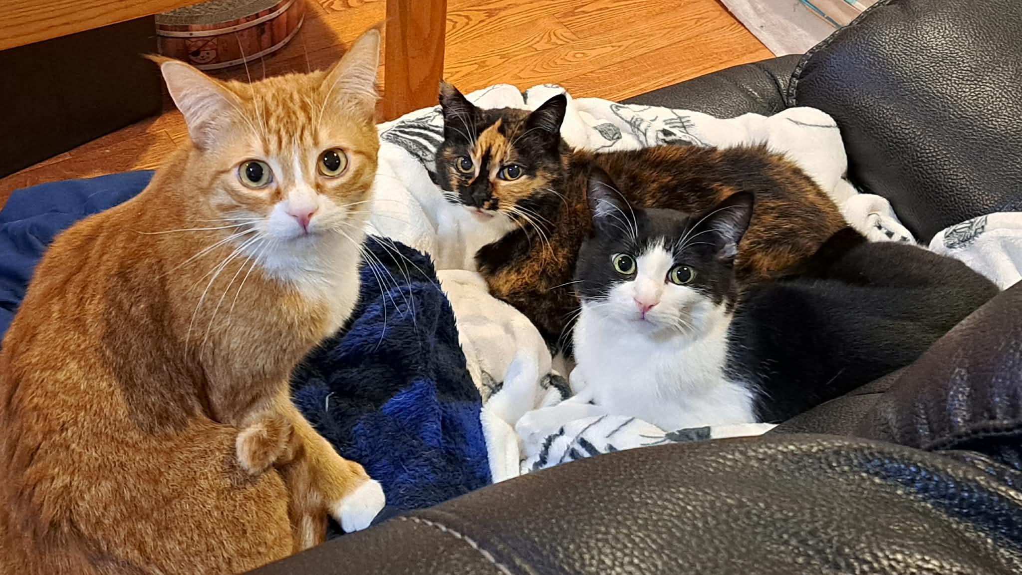 Valka (& Family), a Adoptable Domestic Short Hair in Saanichton, BC image 6/6