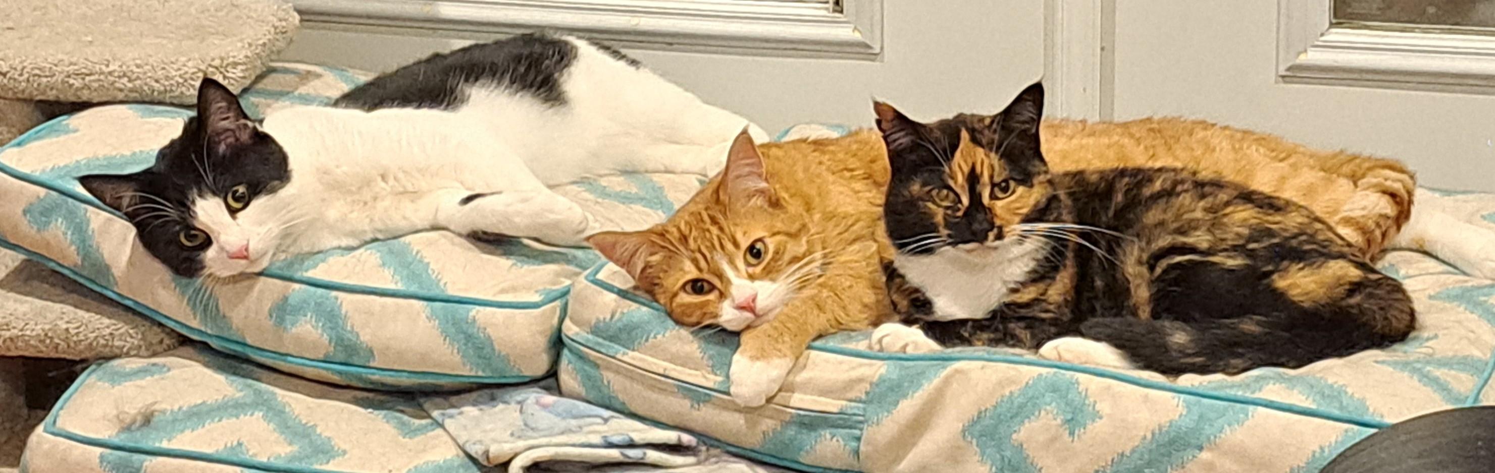 Valka (& Family), a Adoptable Domestic Short Hair in Saanichton, BC image 5/6