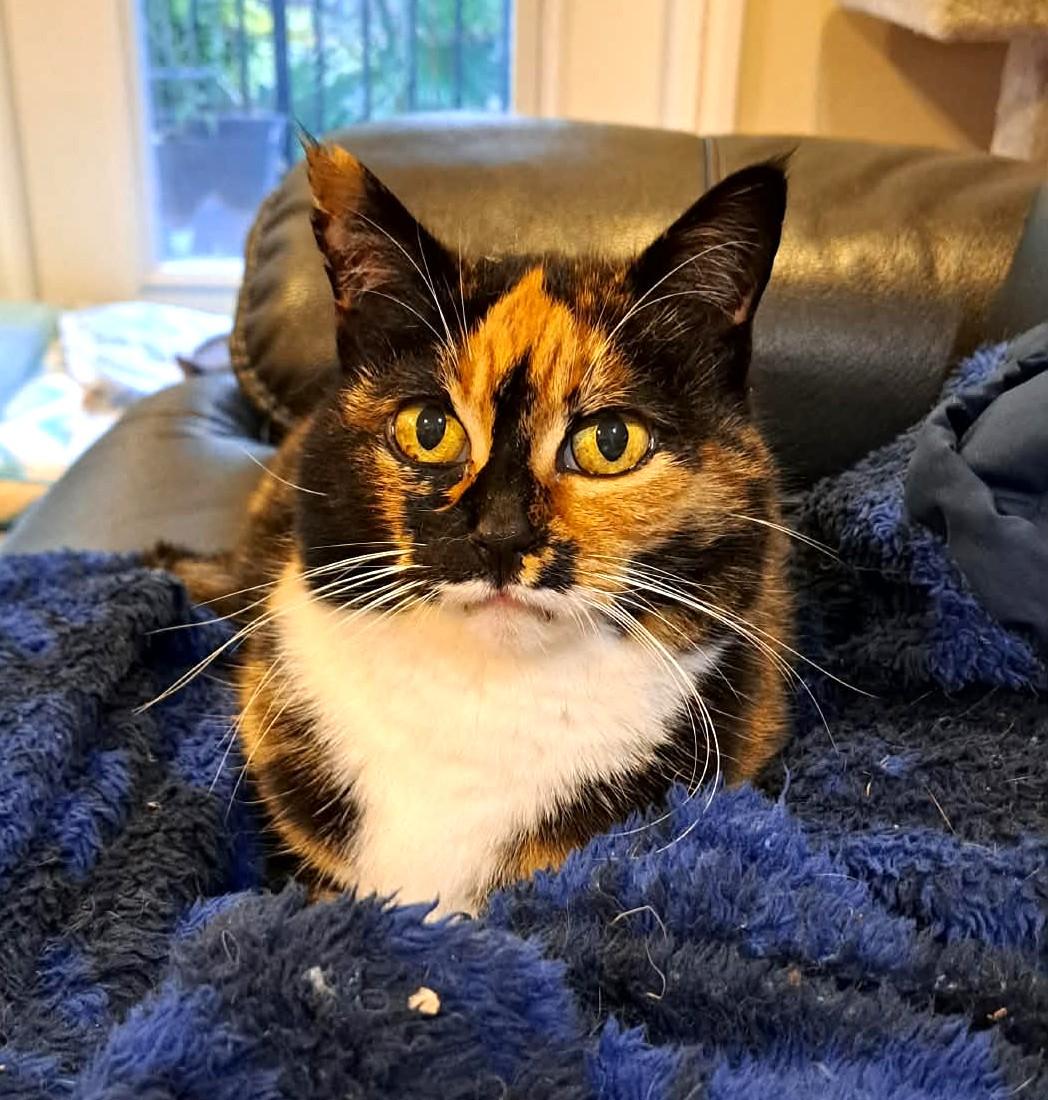 Valka (& Family), Adoptable, Adult Female Domestic Short Hair.