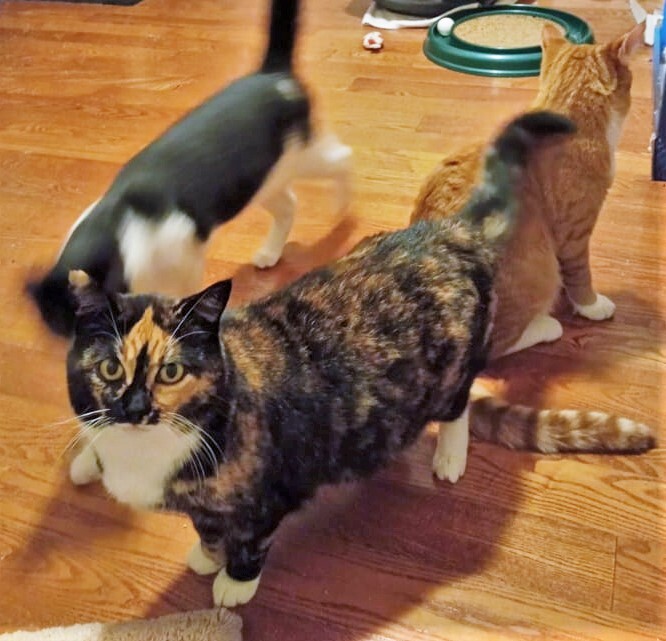 Enlarge Valka (& Family), a Adoptable Domestic Short Hair in Saanichton, BC image 3/5