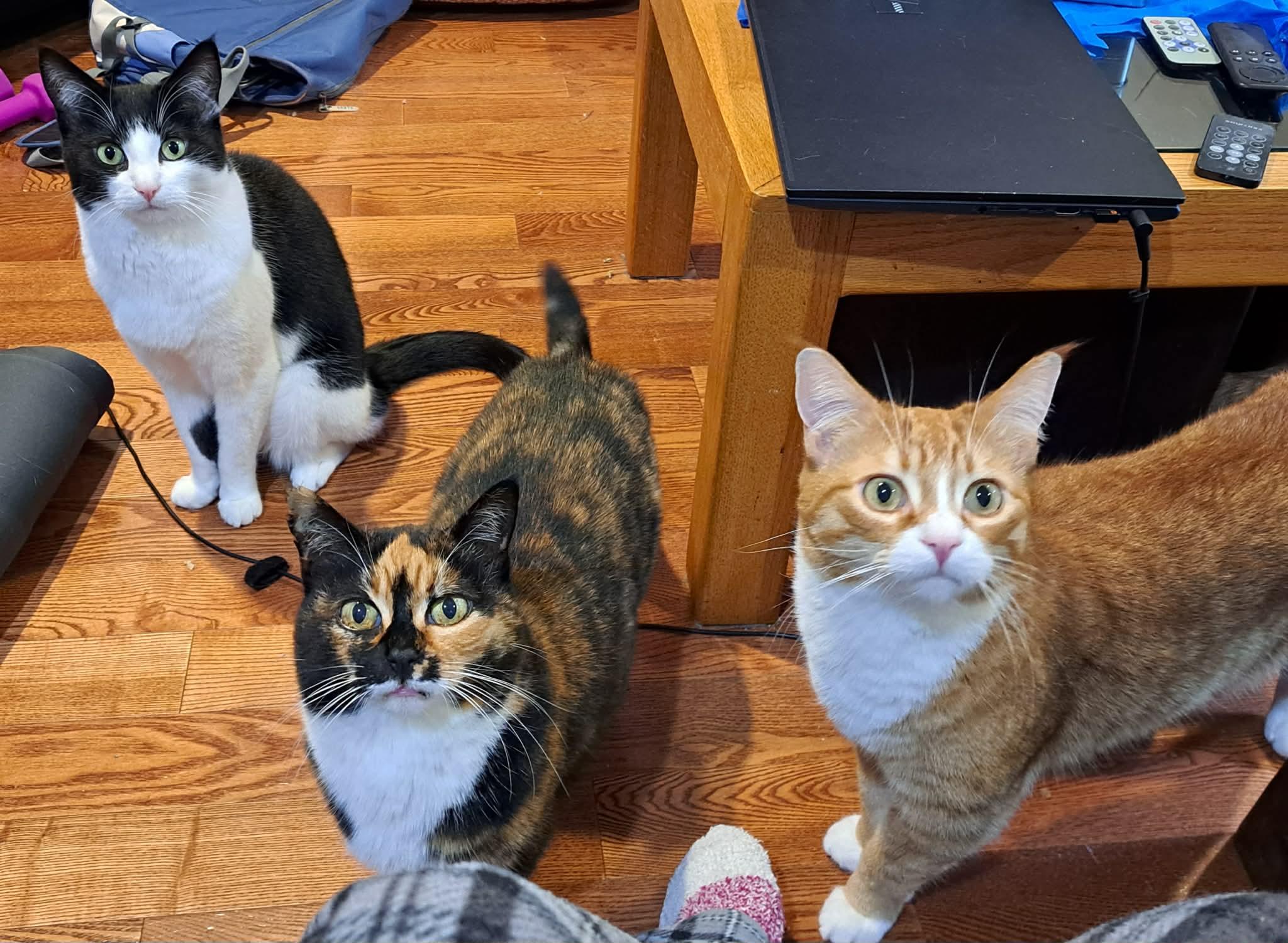 Valka (& Family), a Adoptable Domestic Short Hair in Saanichton, BC image 4/6