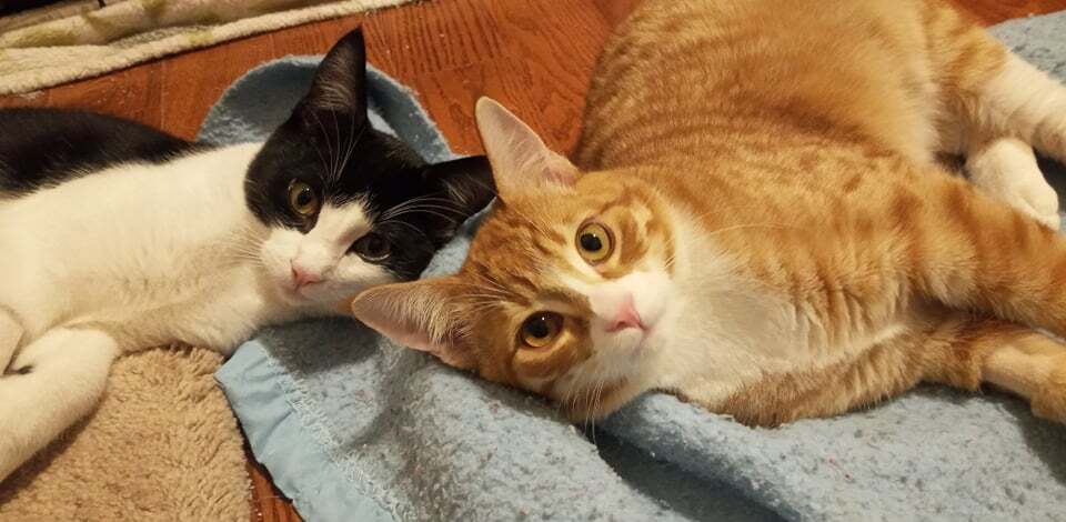 Enlarge Valka (& Family), a Adoptable Domestic Short Hair in Saanichton, BC image 5/5