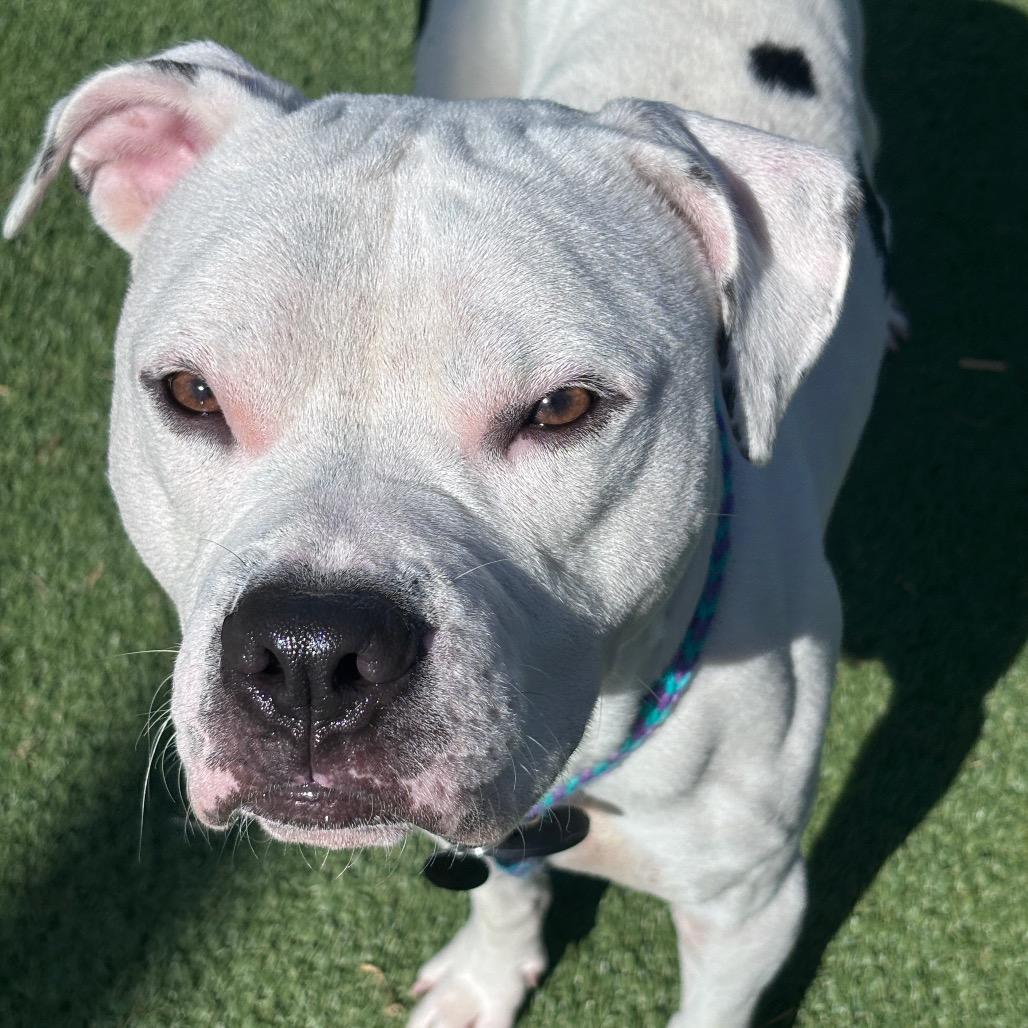 Drago, Adoptable, Young Male Terrier.