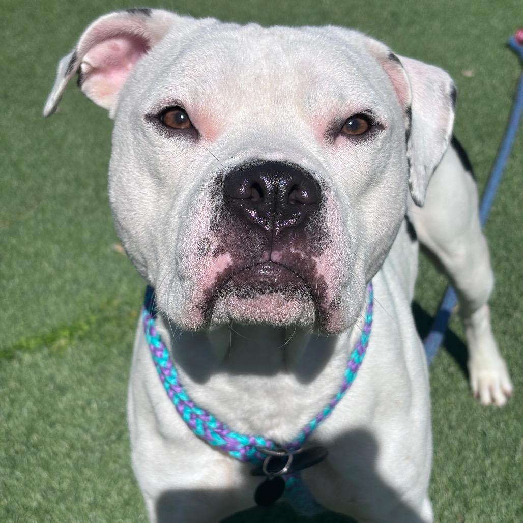 Enlarge Drago, a Adoptable Terrier in Chattanooga, TN image 3/3