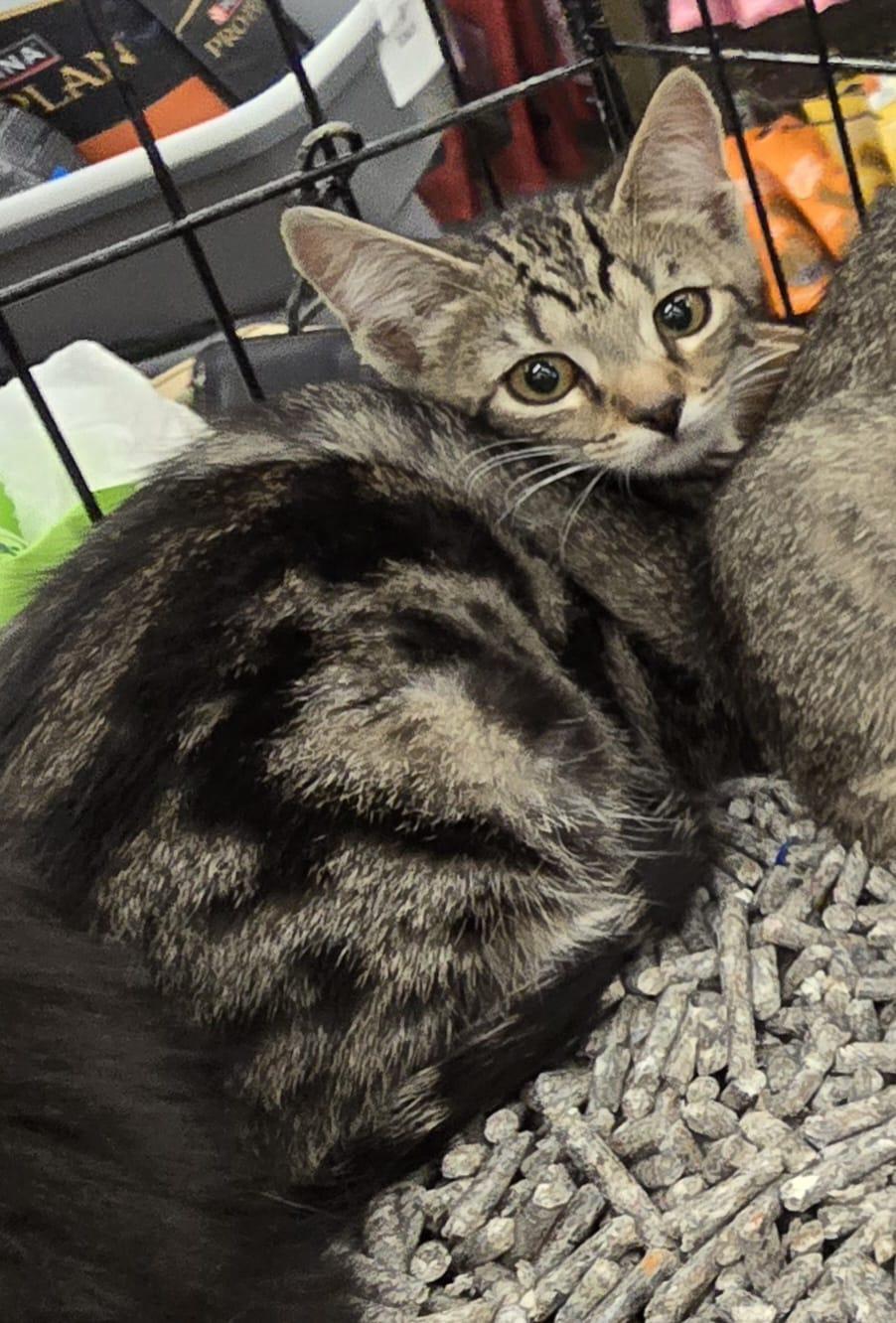 Enlarge Stash, an adopted Domestic Short Hair in Nottingham, MD image 2/2