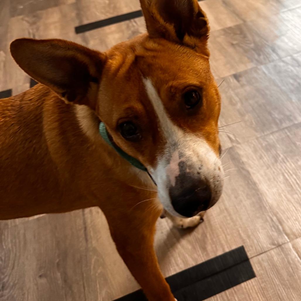 Enlarge Susie, a Adoptable Mixed Breed in Leander, TX image 4/6