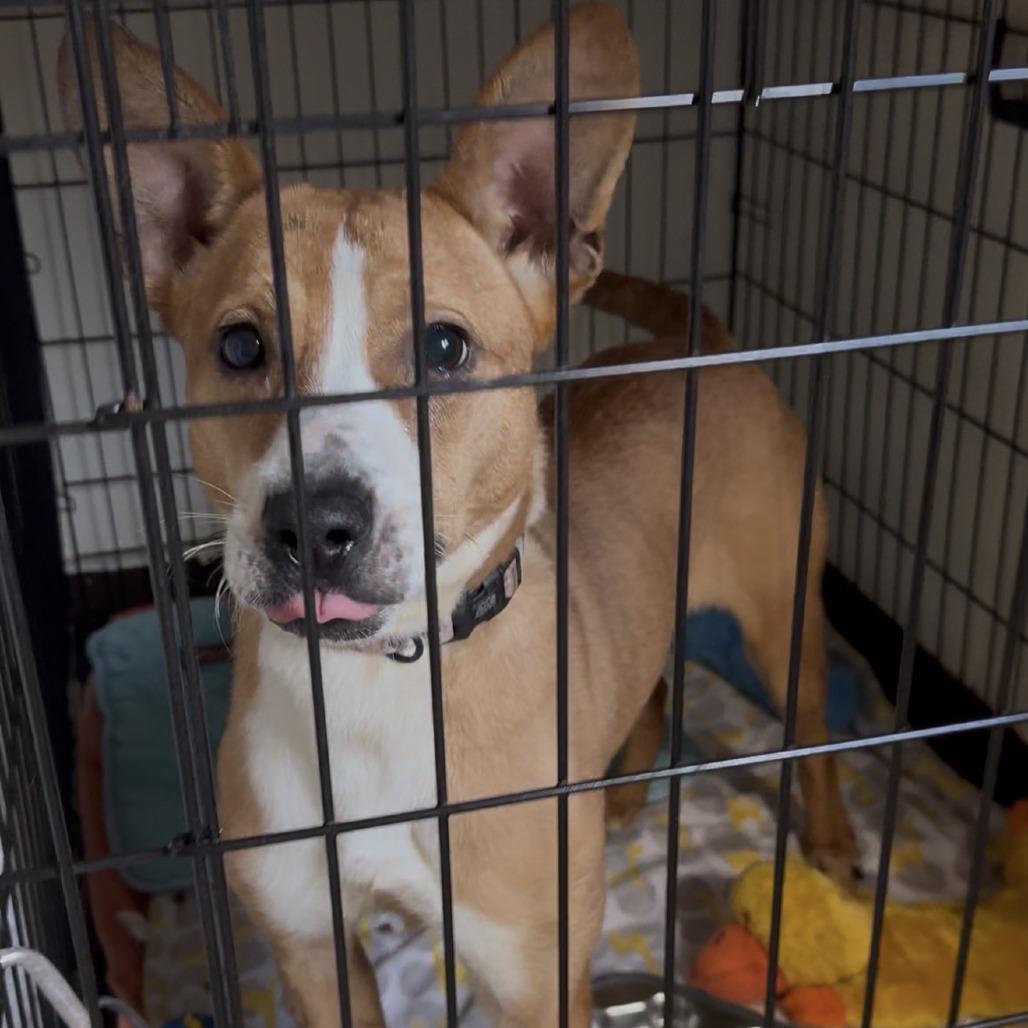Enlarge Susie, a Adoptable Mixed Breed in Leander, TX image 5/6
