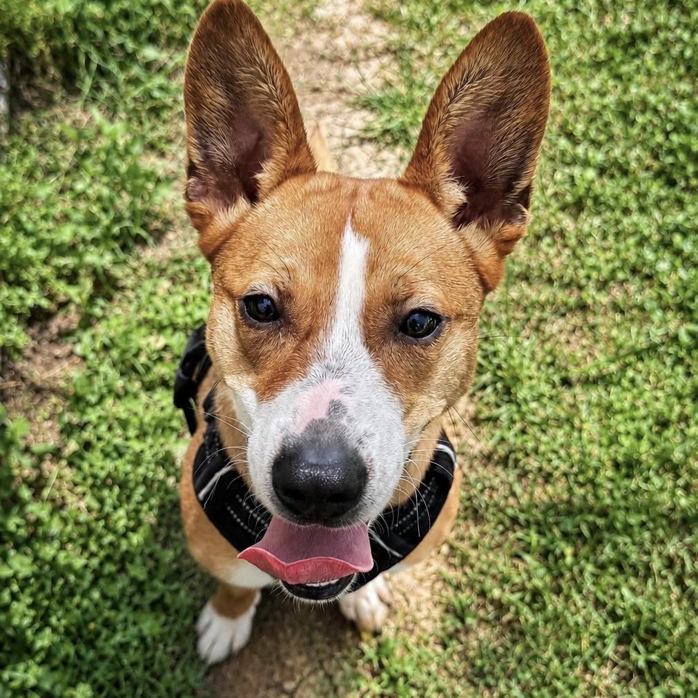 Enlarge Susie, a Adoptable Mixed Breed in Leander, TX image 1/6