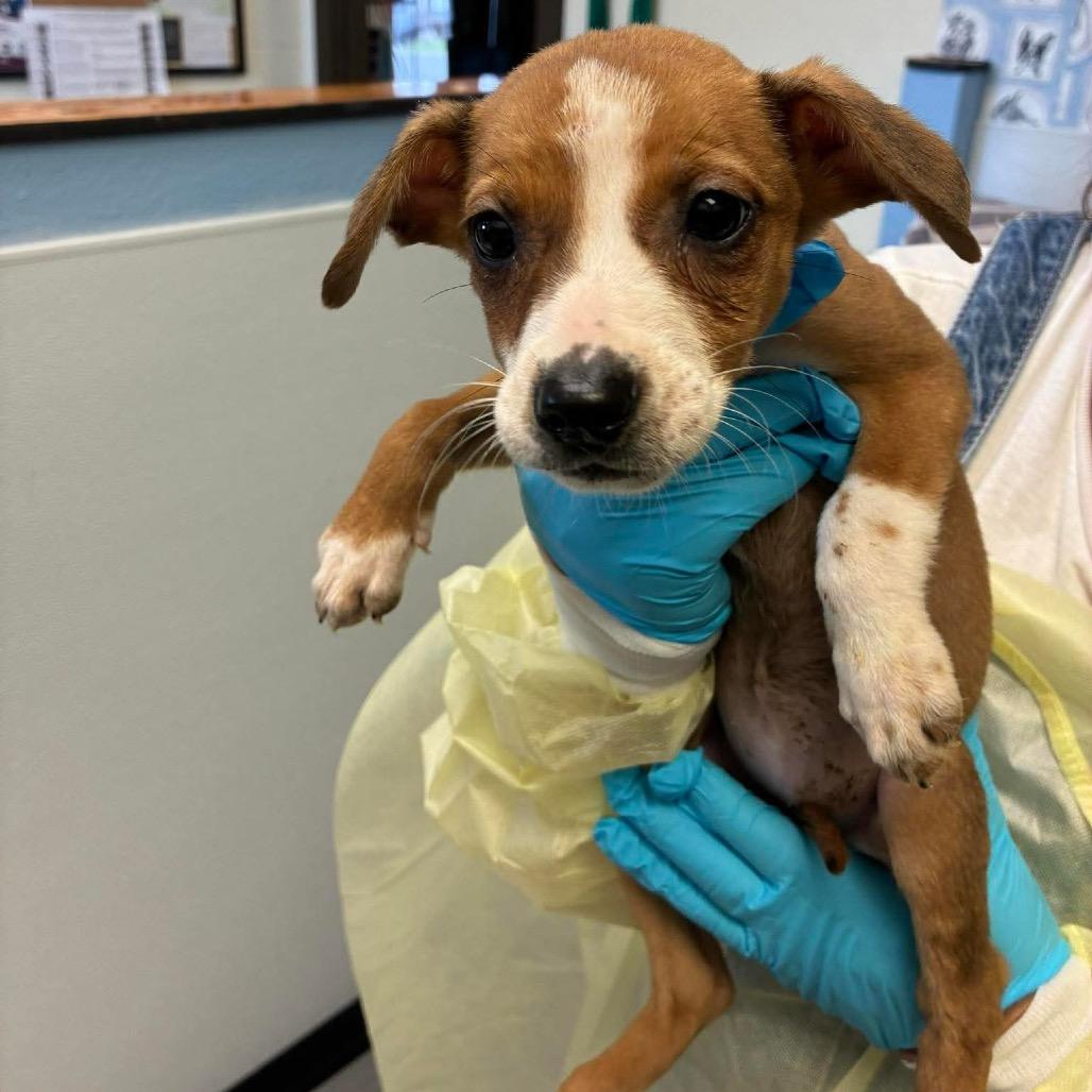 Enlarge Susie, a Adoptable Mixed Breed in Leander, TX image 6/6