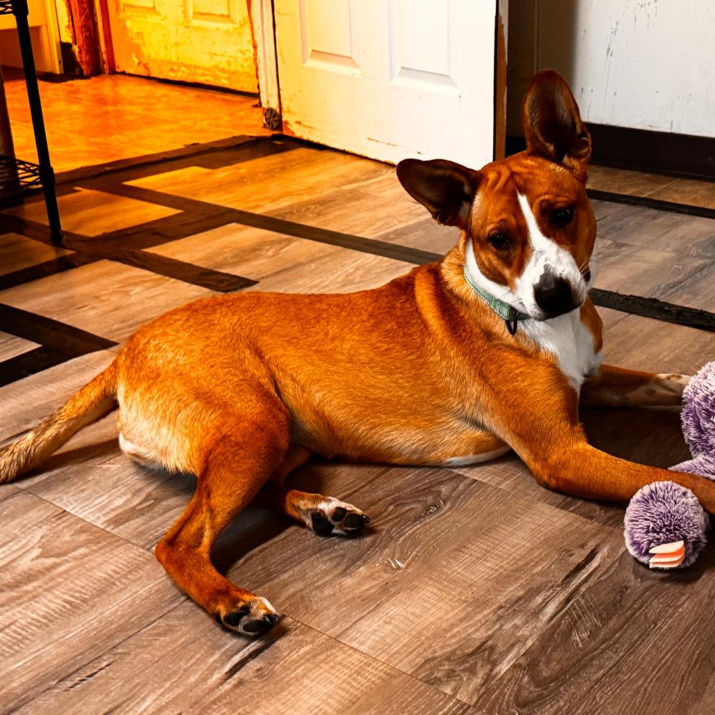 Enlarge Susie, a Adoptable Mixed Breed in Leander, TX image 2/6