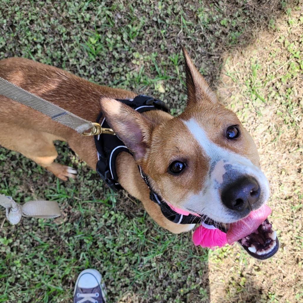 Enlarge Susie, a Adoptable Mixed Breed in Leander, TX image 3/6