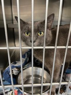 Olga, Adult Female Domestic Short Hair