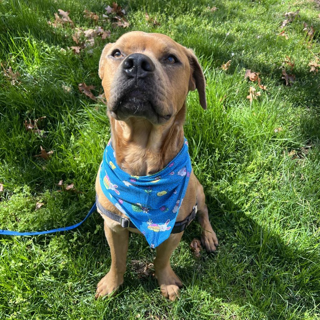 Bear, Adoptable, Adult Male Pit Bull Terrier.