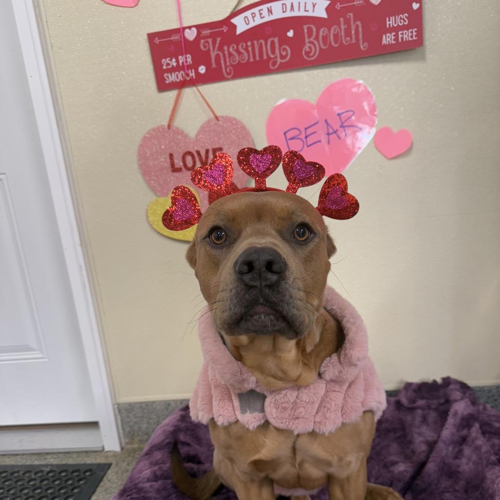 Enlarge Bear, a Adoptable mixed breed in Falls Church, VA image 3/6