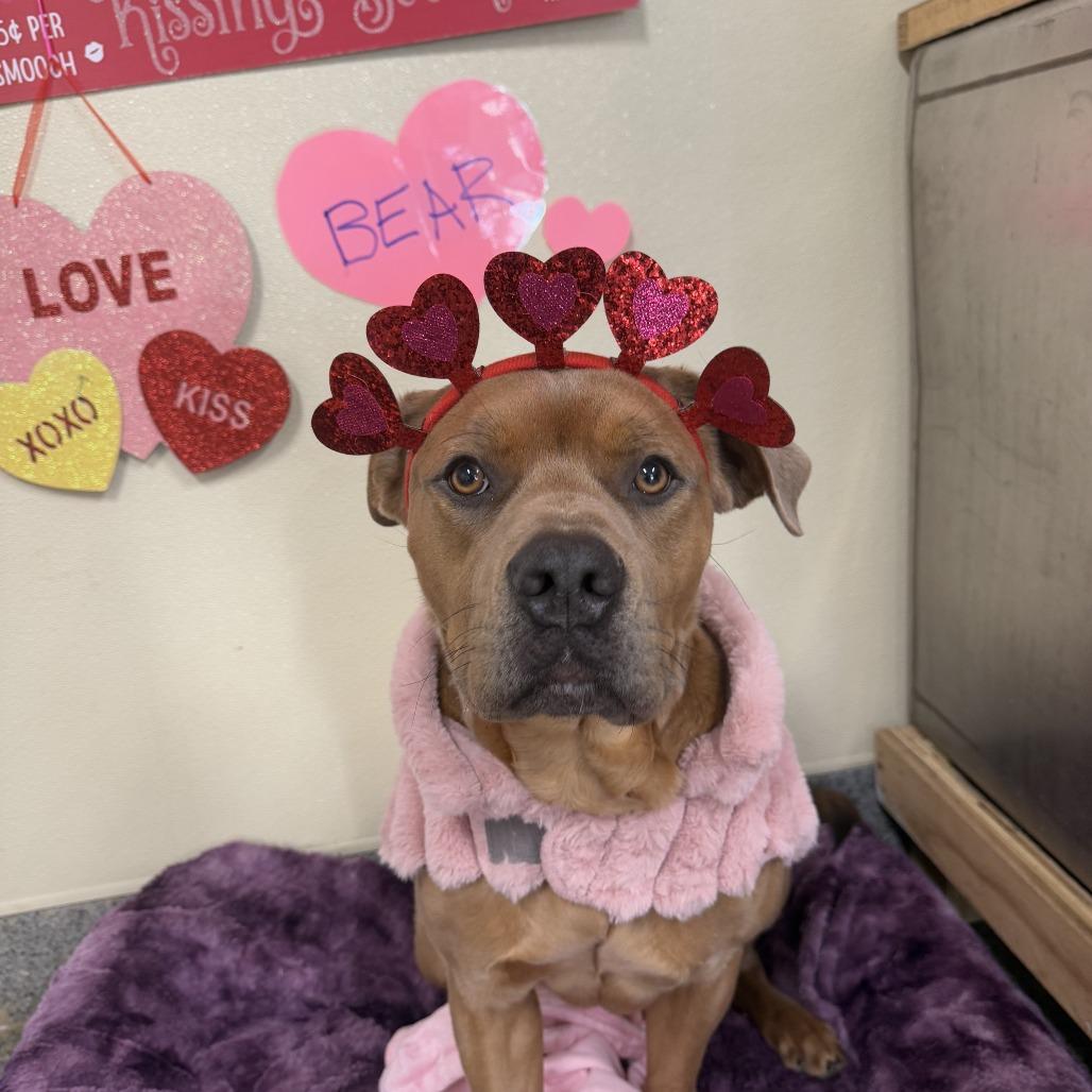 Enlarge Bear, a Adoptable mixed breed in Falls Church, VA image 4/6