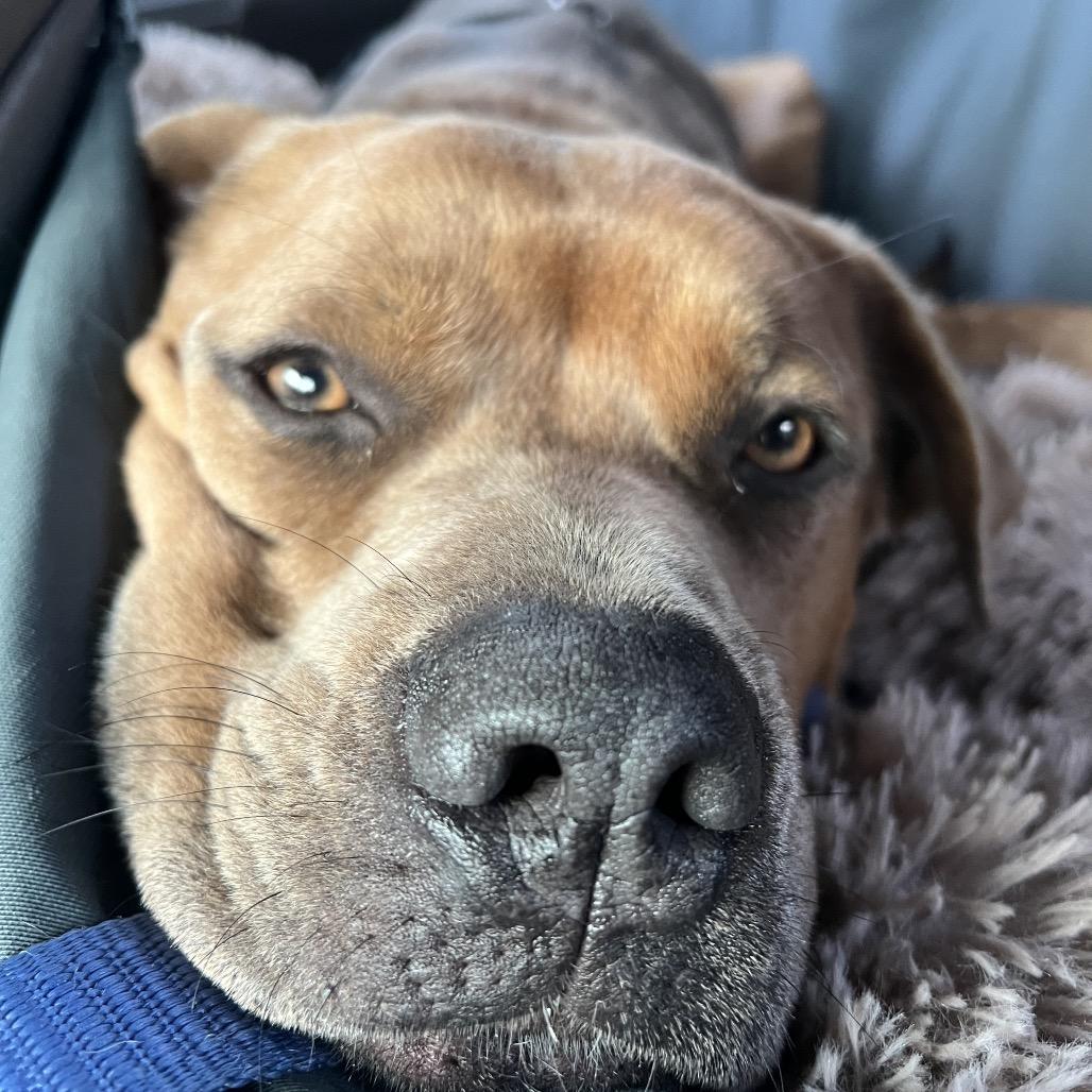 Enlarge Bear, a Adoptable mixed breed in Falls Church, VA image 5/6