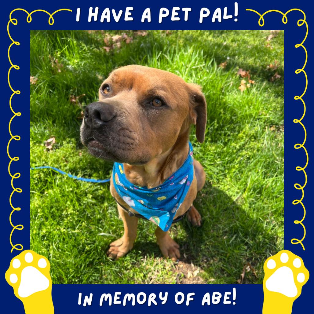 Enlarge Bear, a Adoptable mixed breed in Falls Church, VA image 6/6