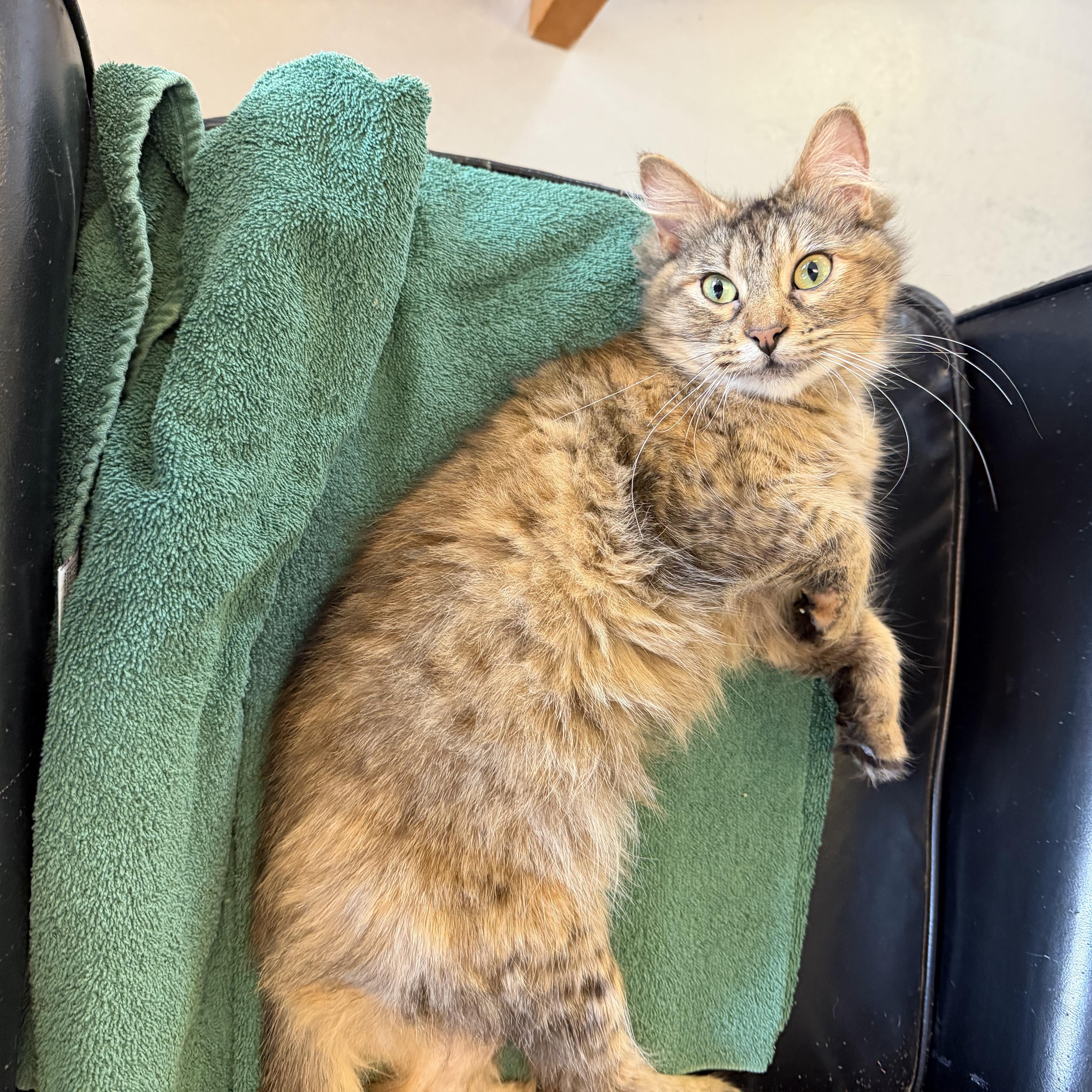 Dorry, ADOPTABLE, Kitten Female Maine Coon & Domestic Long Hair.