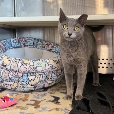 Mini, adopted, Kitten Female Domestic Short Hair.