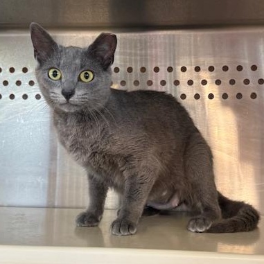 Enlarge Mini, an adopted Domestic Short Hair in Sweetwater, TN image 2/3