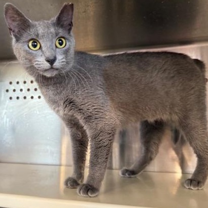 Enlarge Mini, an adopted Domestic Short Hair in Sweetwater, TN image 3/3