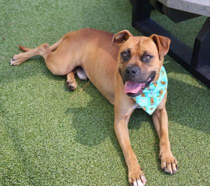 Scooby-Doo, Adopted, Young Male Mixed Breed.