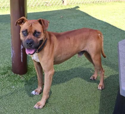 Enlarge Scooby-Doo, a Adopted Mixed Breed in Athens, GA image 3/3