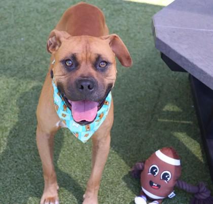 Enlarge Scooby-Doo, a Adopted Mixed Breed in Athens, GA image 2/3