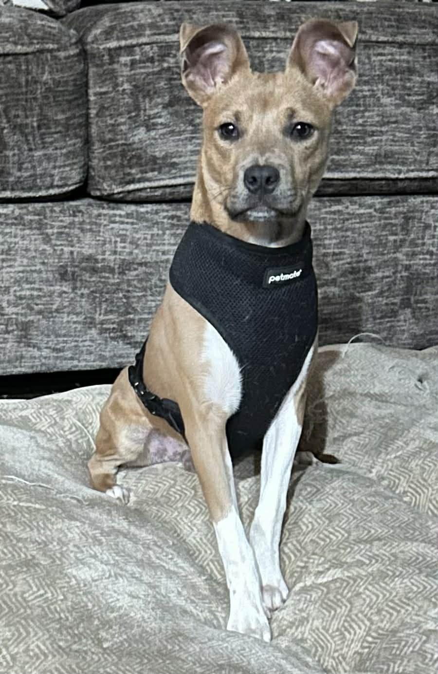 Enlarge JAKE , a Adoptable mixed breed in Garland, TX image 3/4