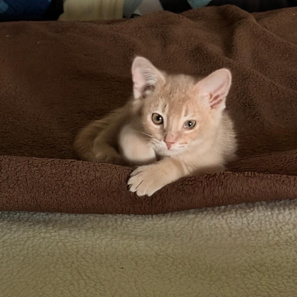 Archie, Adoptable, Kitten Male Domestic Short Hair.