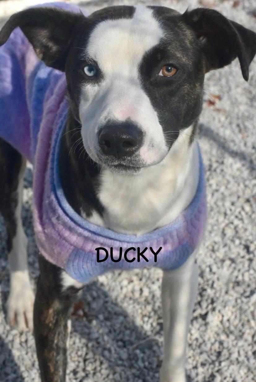DUCKY, a Adoptable mixed breed in Bowling Green, OH image 3/5