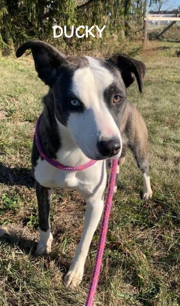 DUCKY, a Adoptable mixed breed in Bowling Green, OH image 5/5
