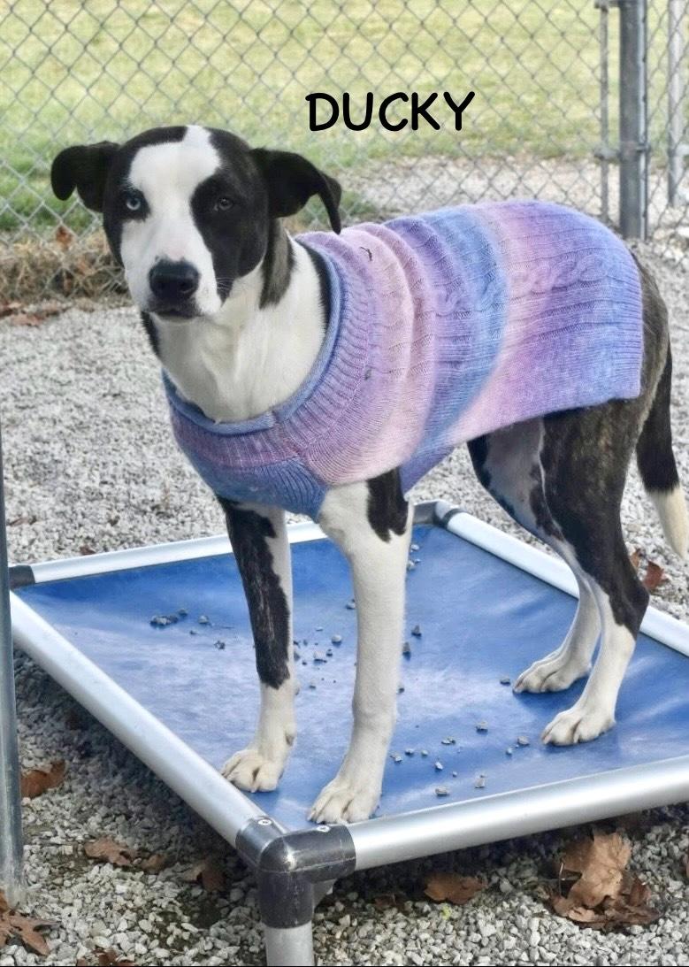 DUCKY, a Adoptable mixed breed in Bowling Green, OH image 4/5