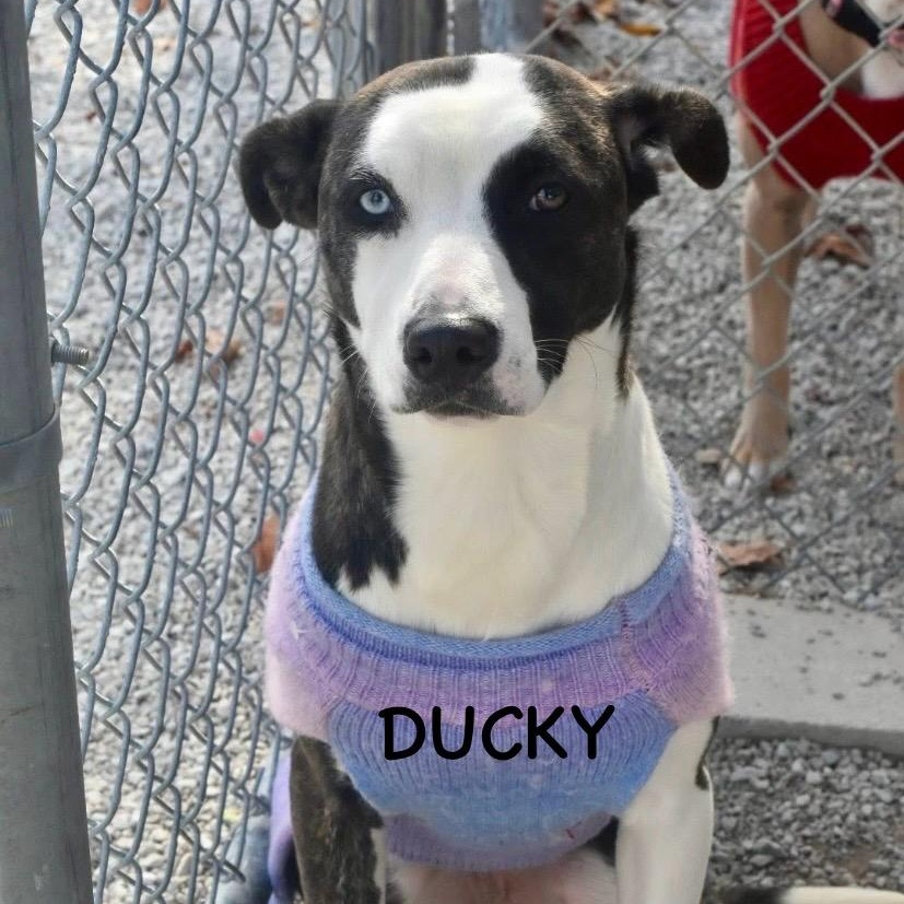 DUCKY, a Adoptable mixed breed in Bowling Green, OH image 2/5