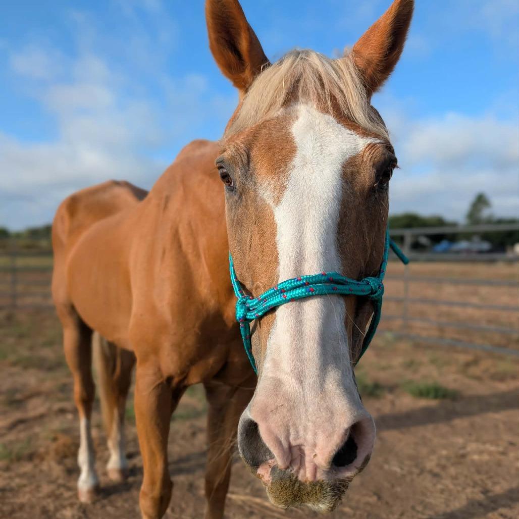 Quinn, Adoptable, Senior Female Palomino.