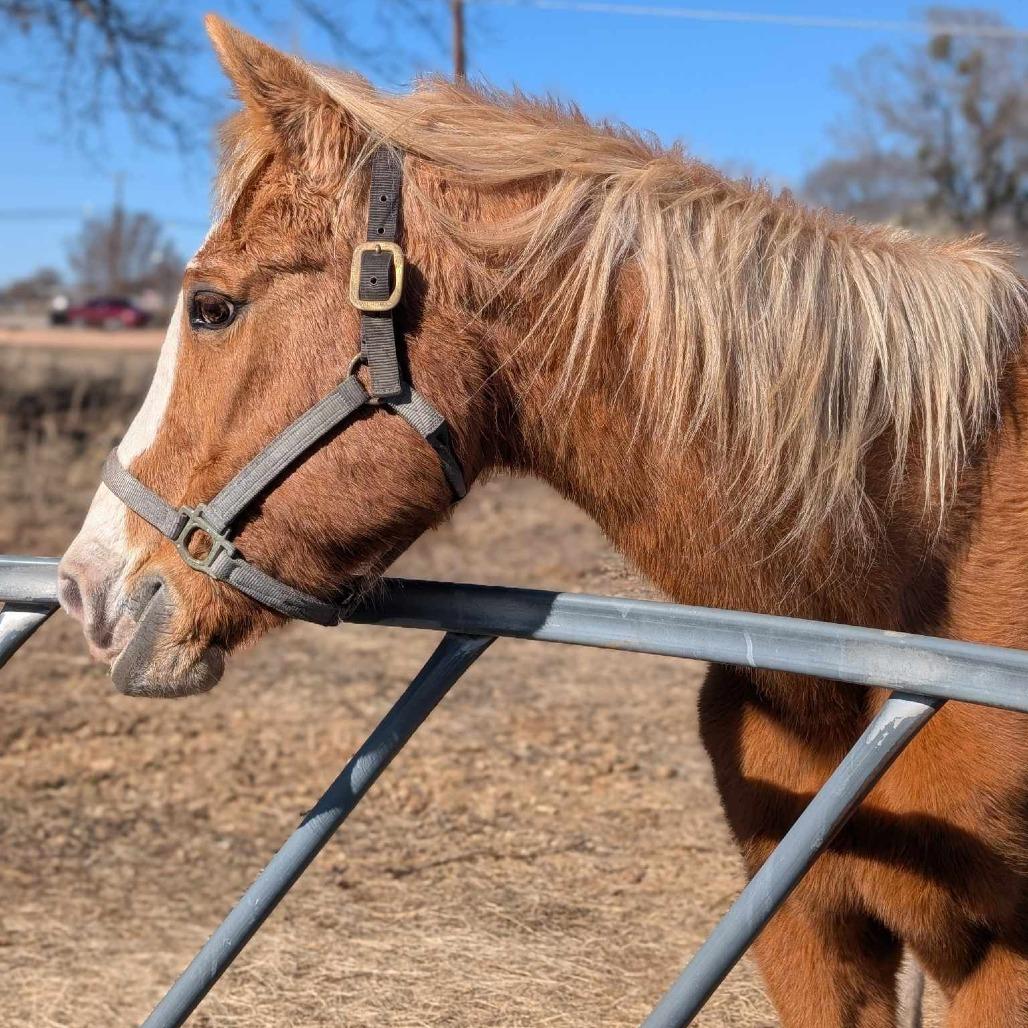 Enlarge Quinn, a Adoptable Palomino in Fredericksburg, TX image 2/6