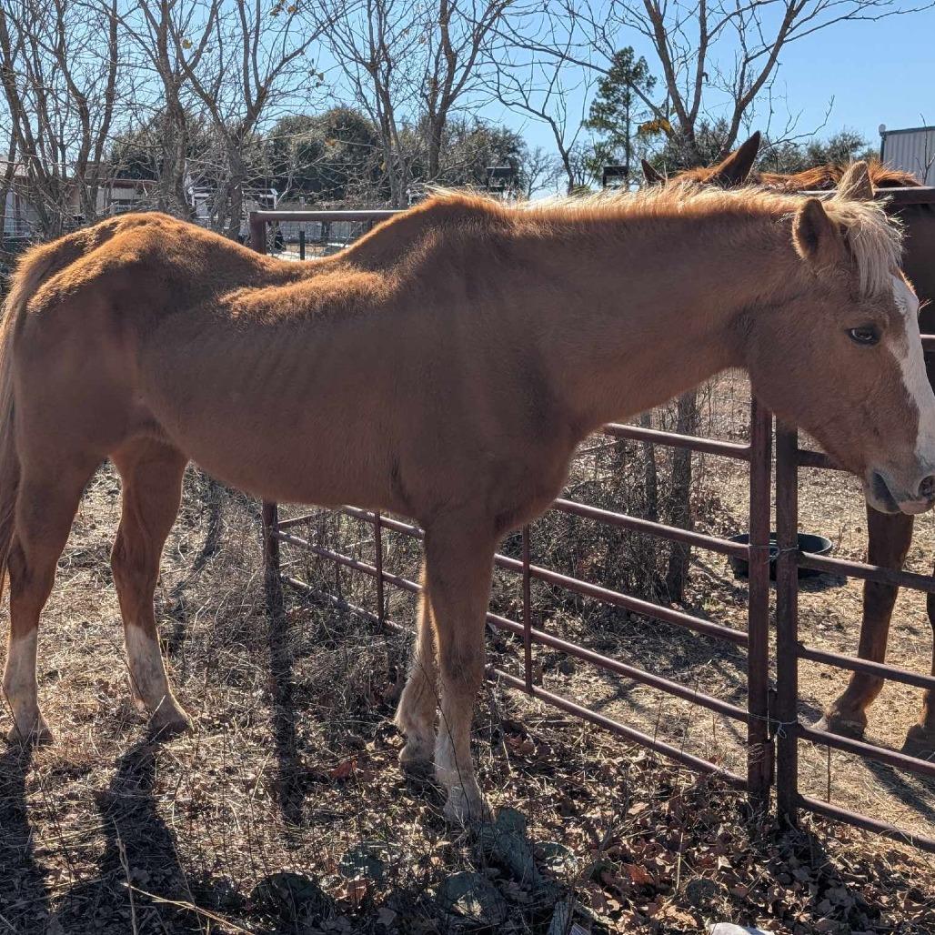 Enlarge Quinn, a Adoptable Palomino in Fredericksburg, TX image 3/6