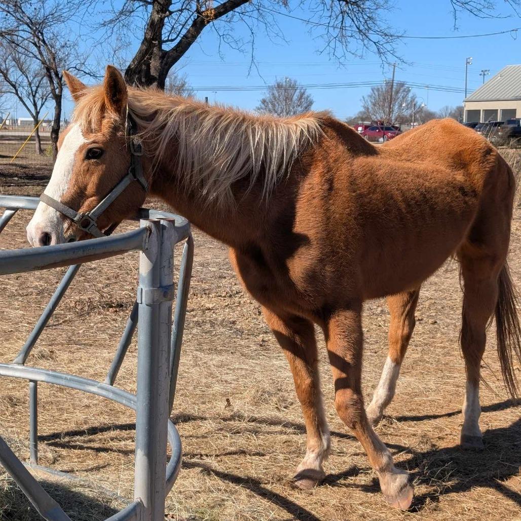 Enlarge Quinn, a Adoptable Palomino in Fredericksburg, TX image 4/6